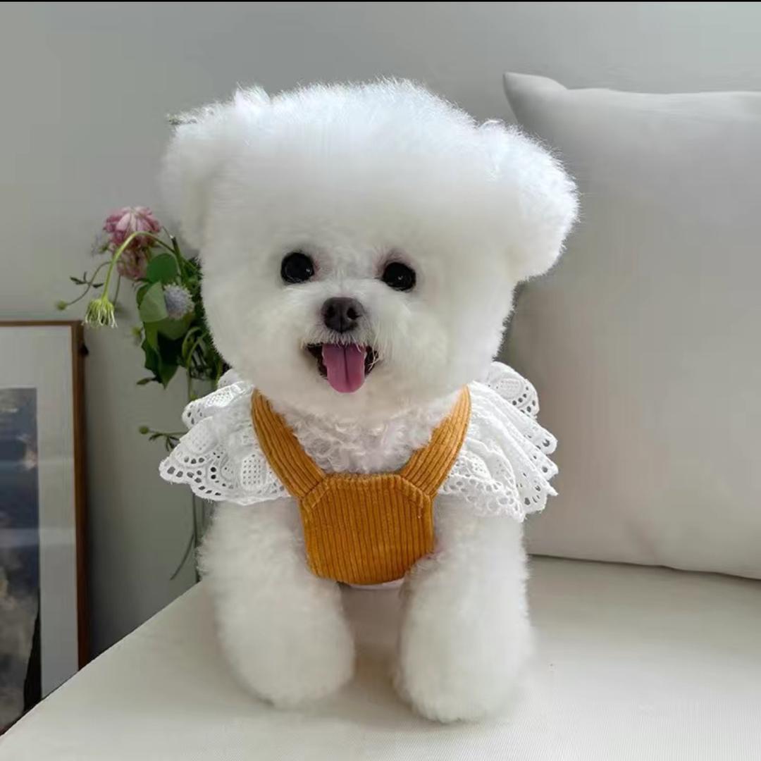 布丁不叫Kimi