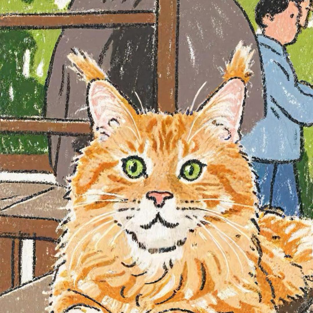 泡菜菜的缅因猫