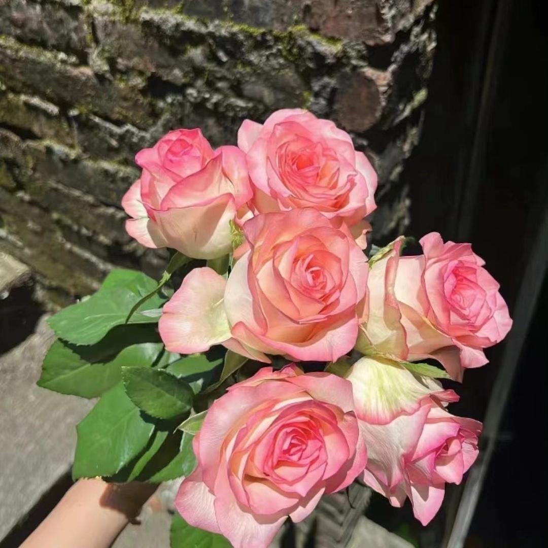 西楚霸王女士🍃