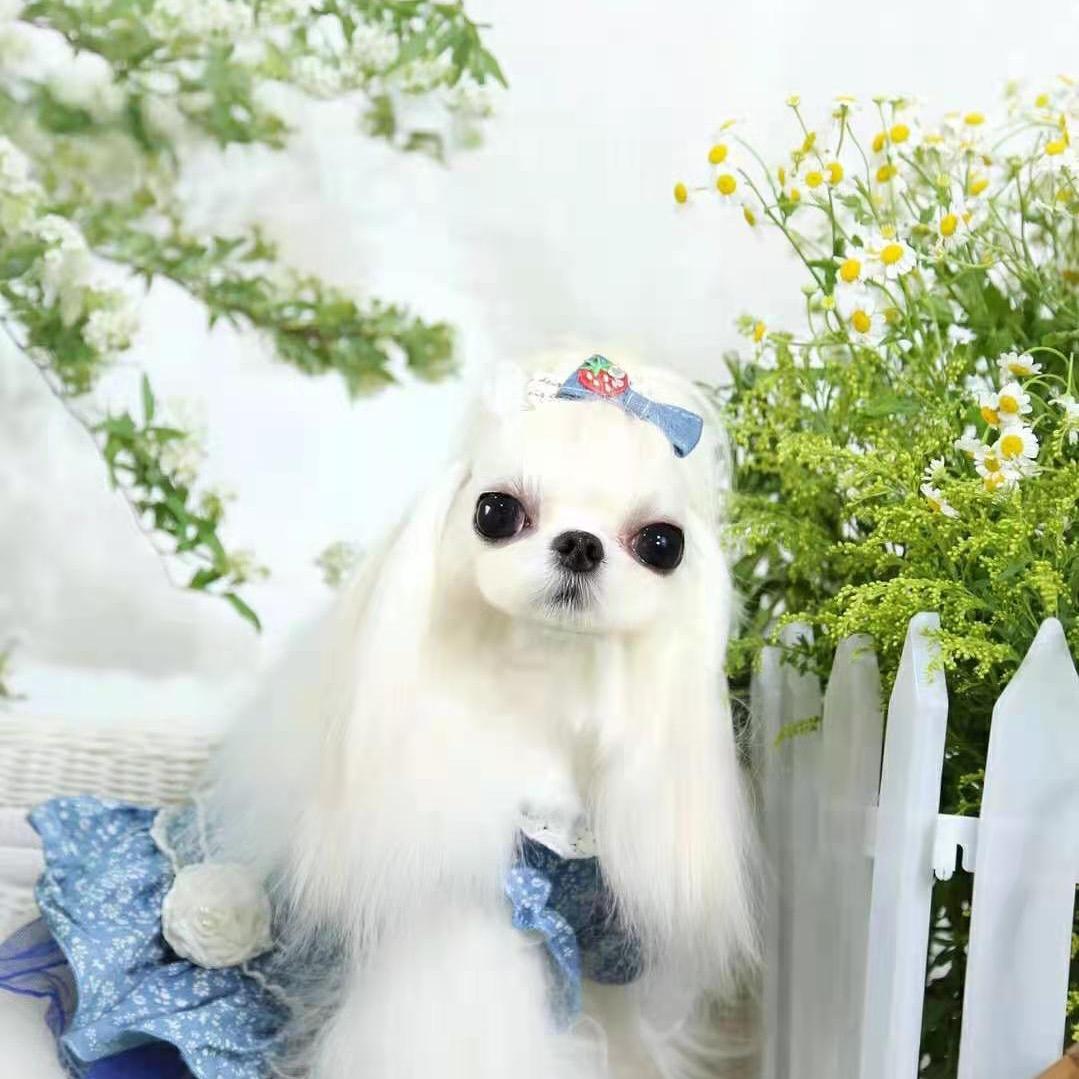 悠咪宠物约克夏马尔济斯西施犬