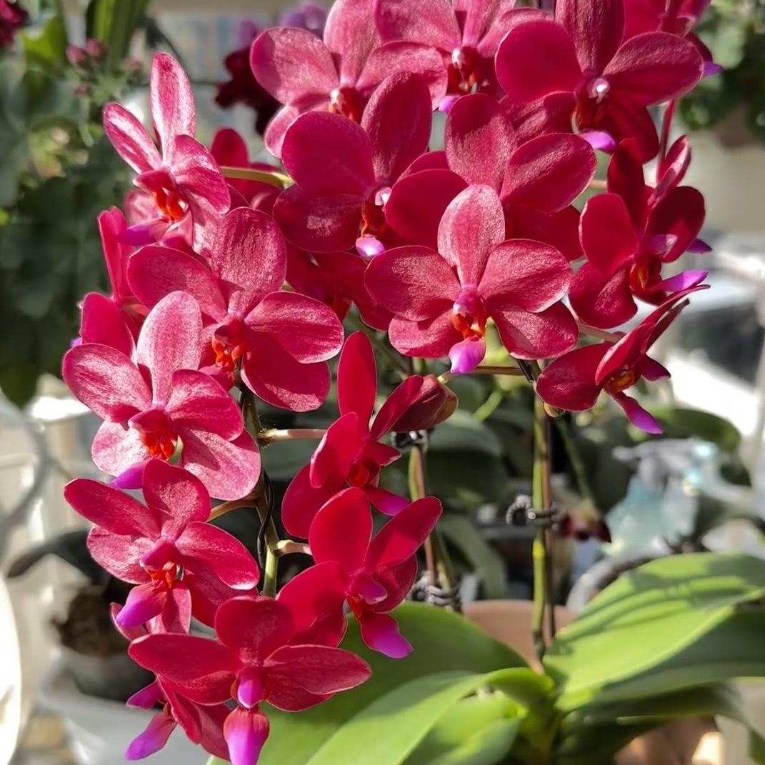 兰薇花坊