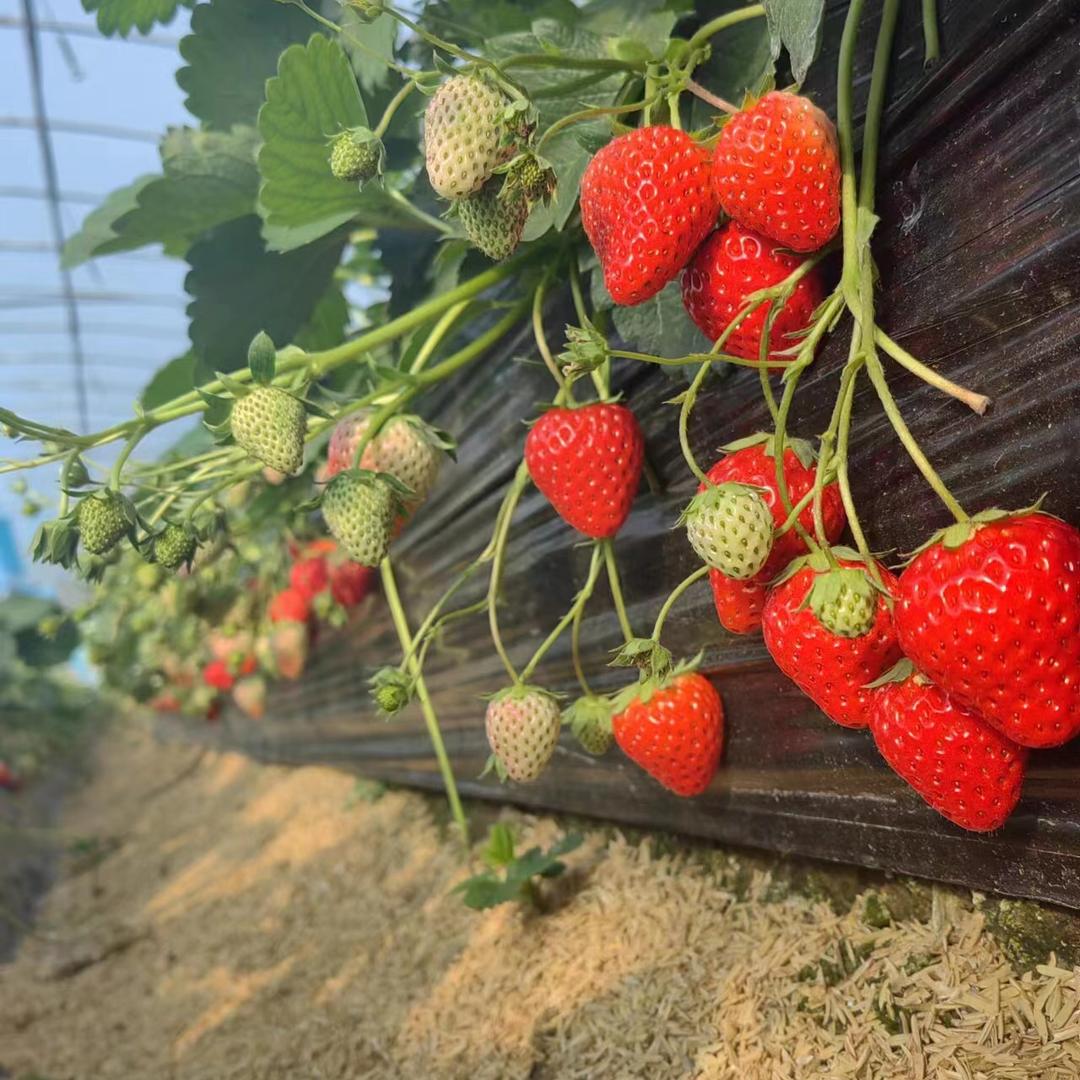 汀泗草莓园🍓🍓🍓