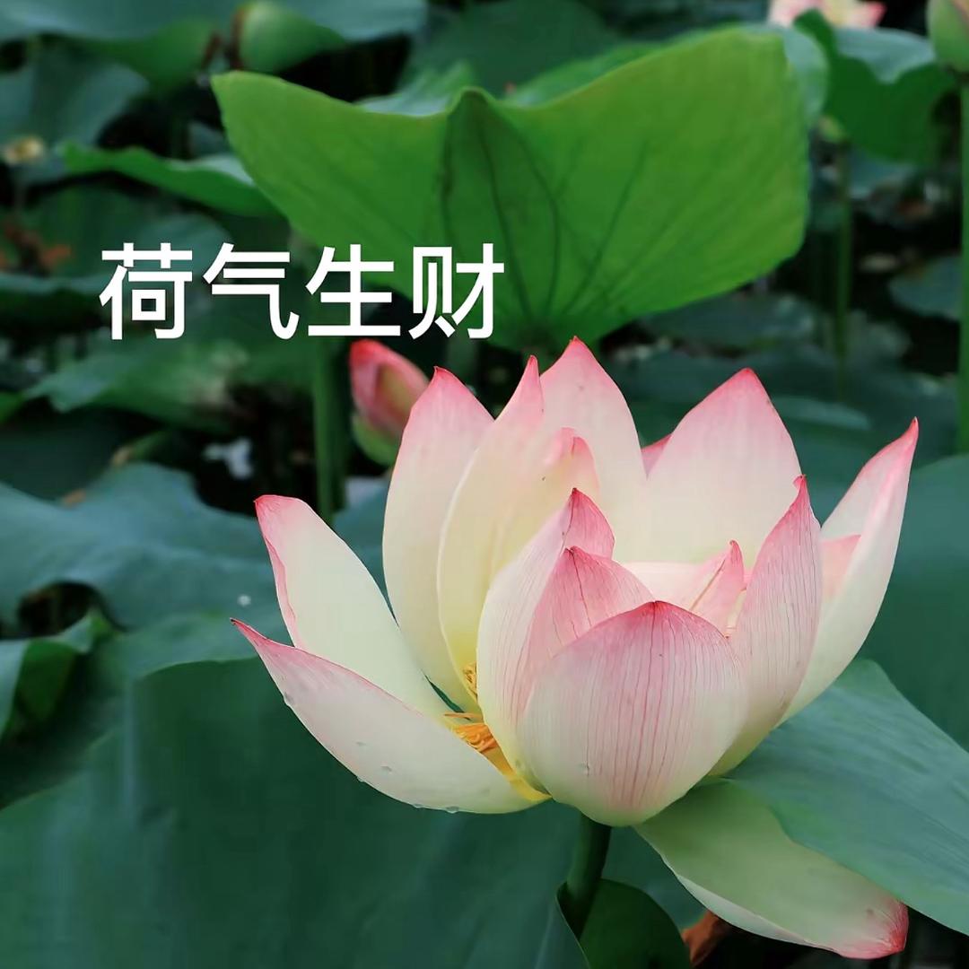 花开富贵，笑口常开。