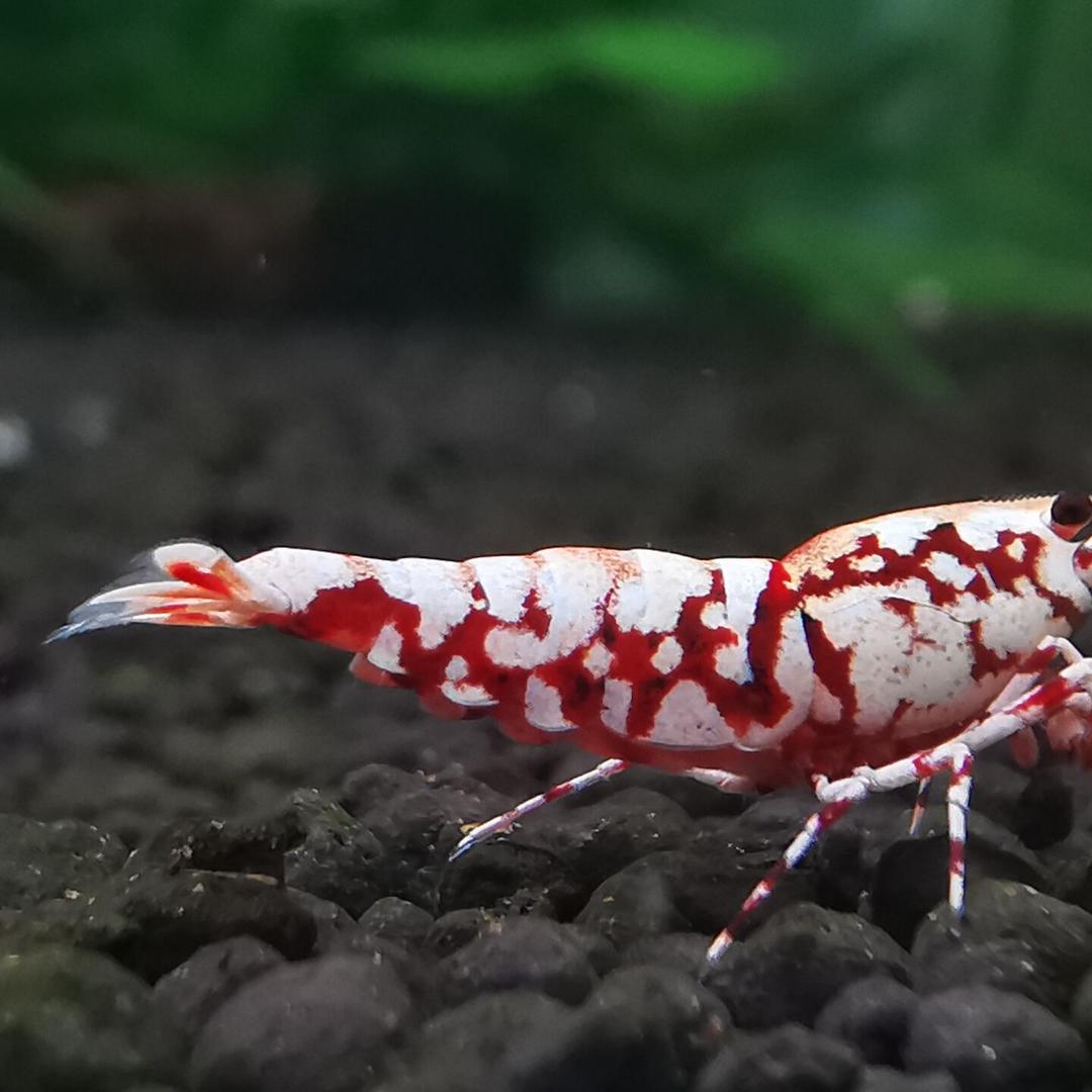 北京华锦顺彩水晶虾