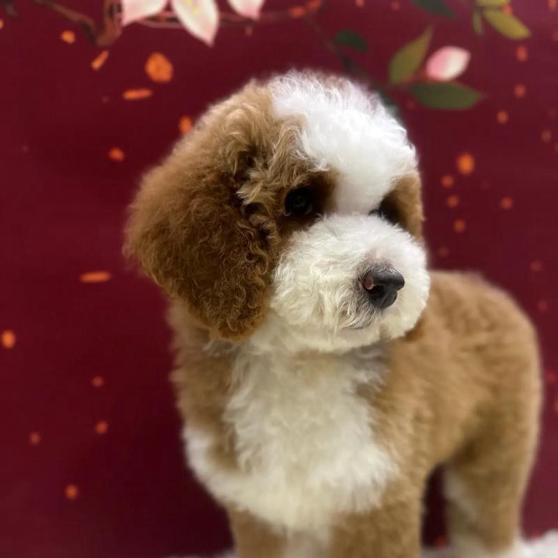 漫时光犬业
