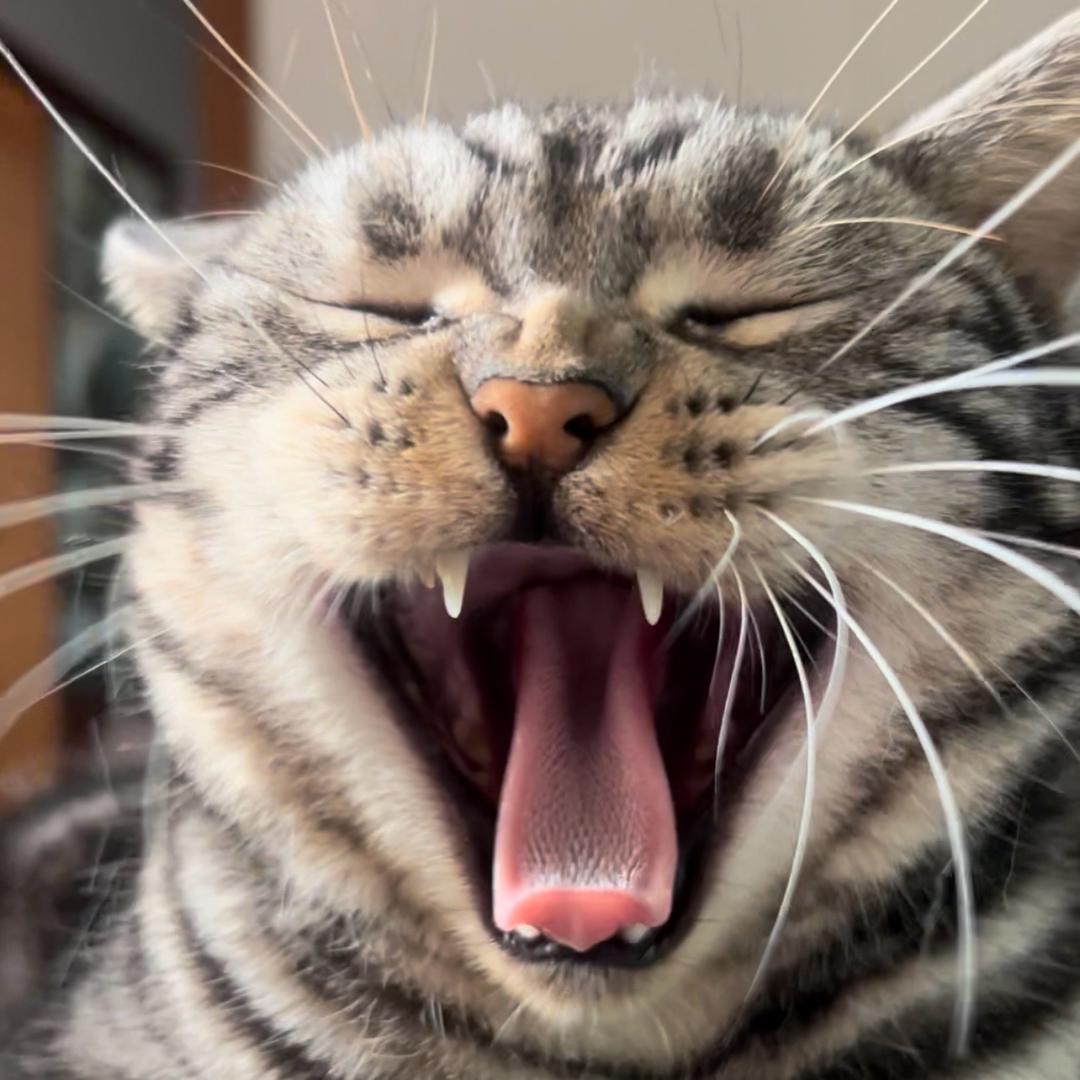 庄庄.