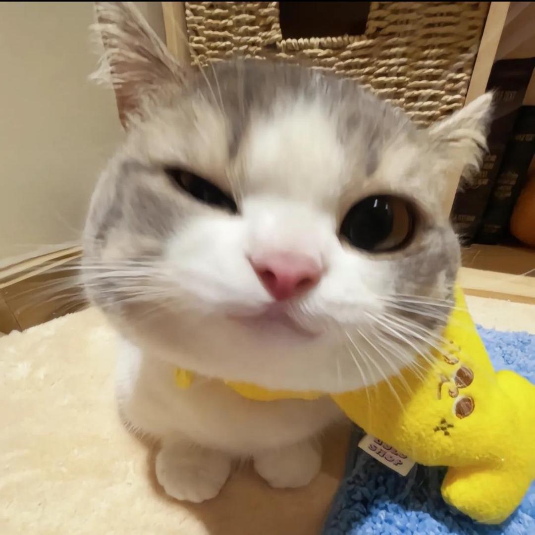 猫小蜜