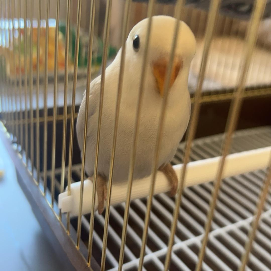 小虫·