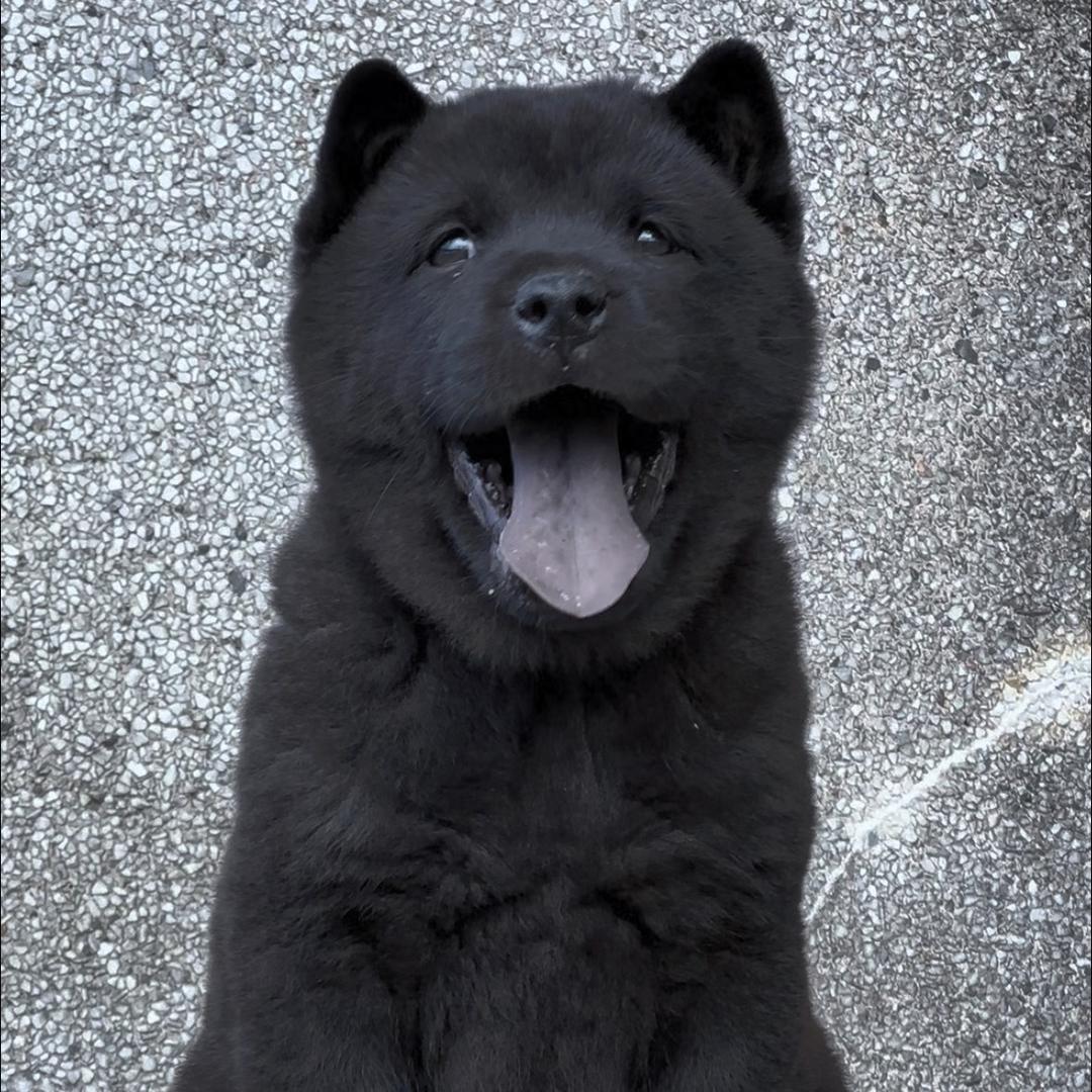 中华田园犬-文姐