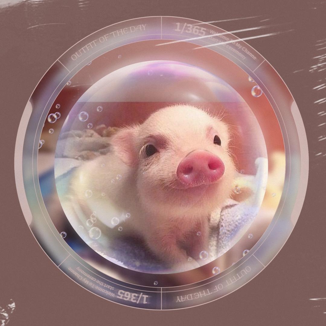 Pig嗷