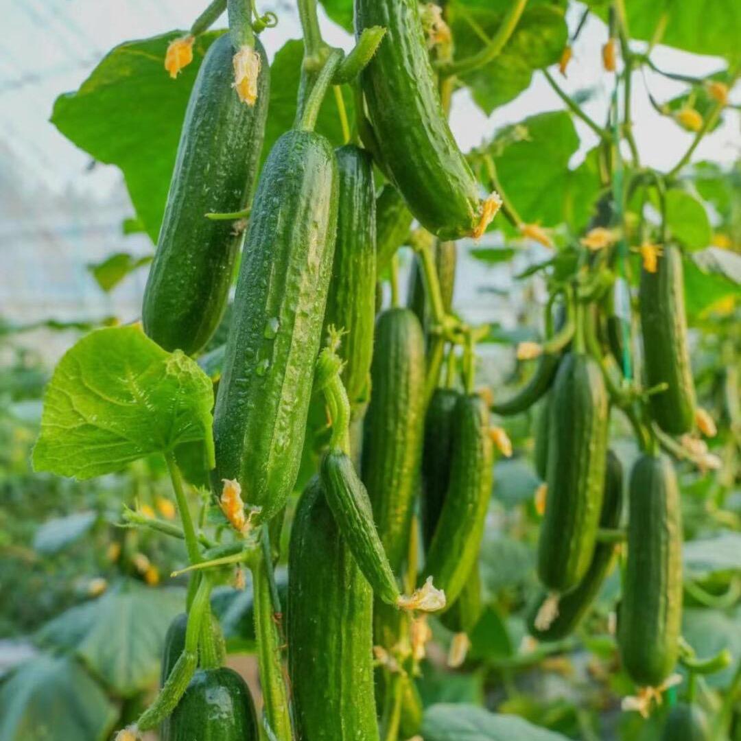 李老师说黄瓜