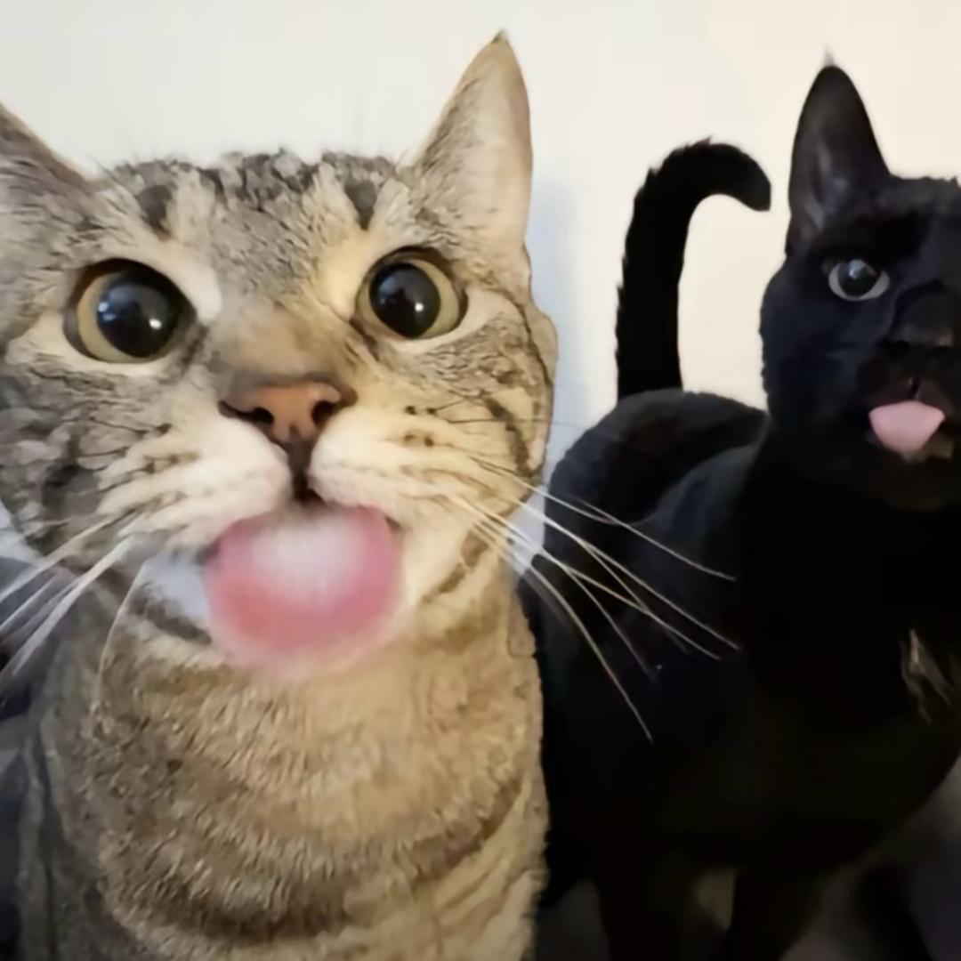 惹我我就鲨了你