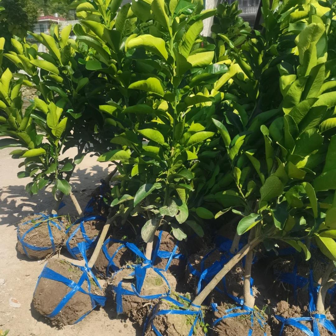 度尾文旦柚柚苗批发基地
