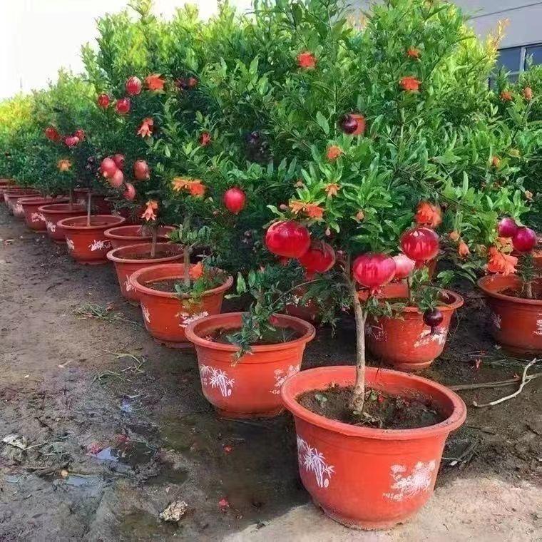 金茂果树苗木精选店