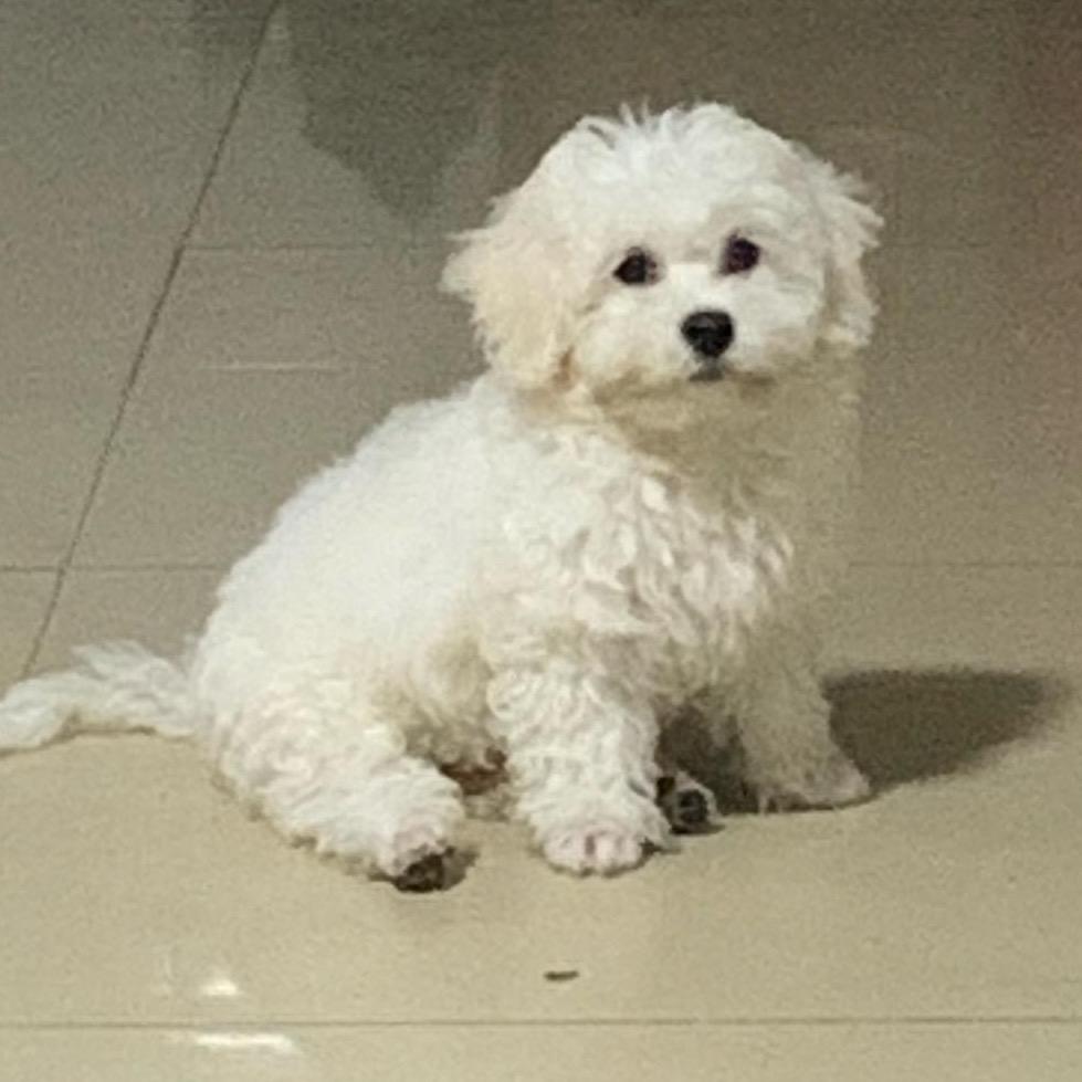 茉莉奶绿加芋圆