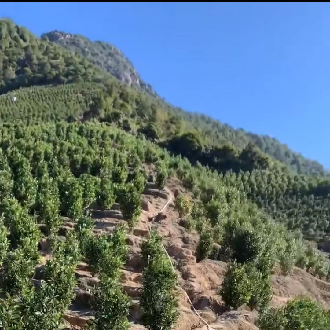 畲族高山单枞茶