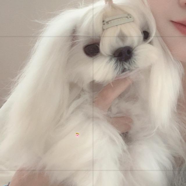 小马日记（马尔济斯）