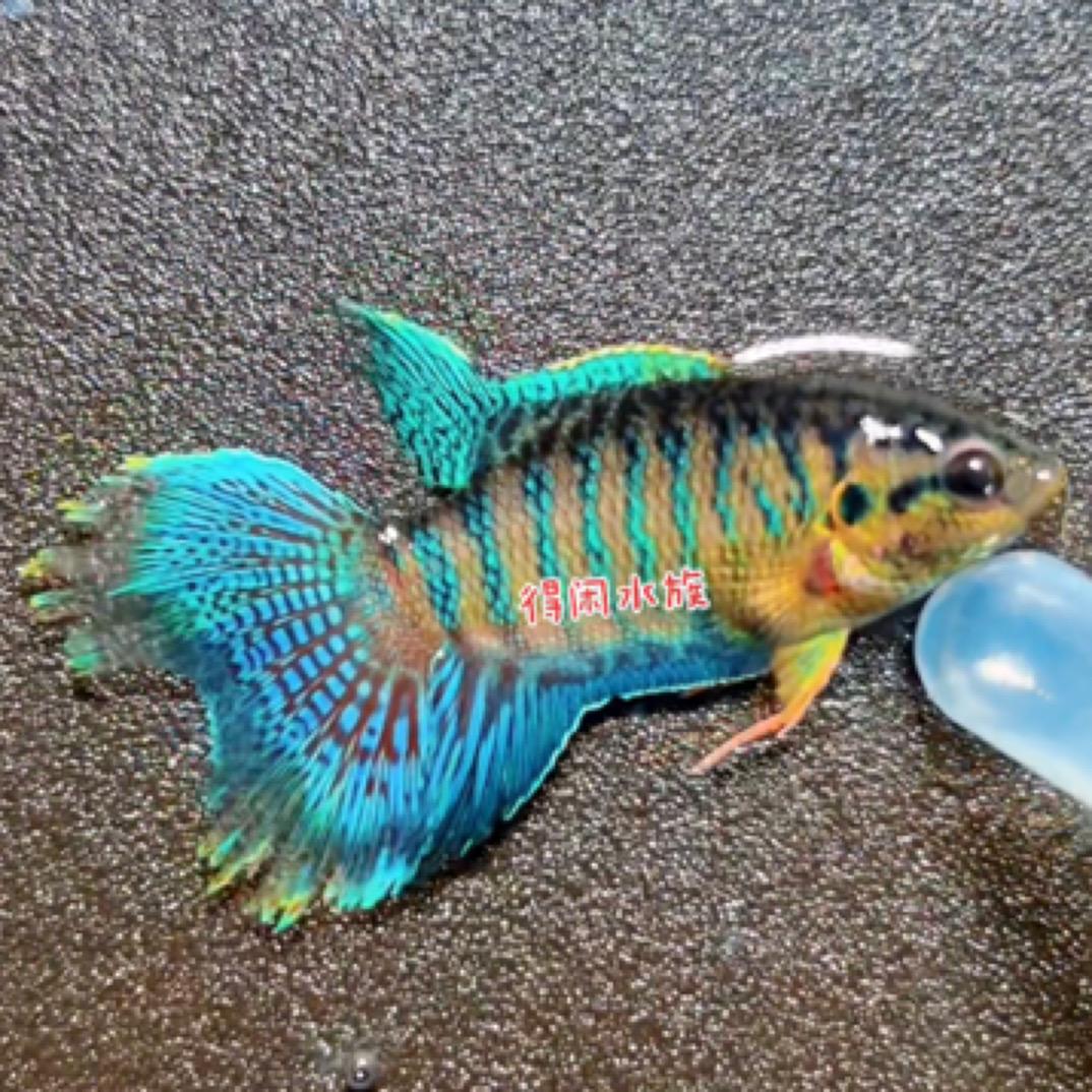 得闲水族