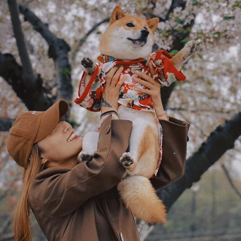 柴犬花花