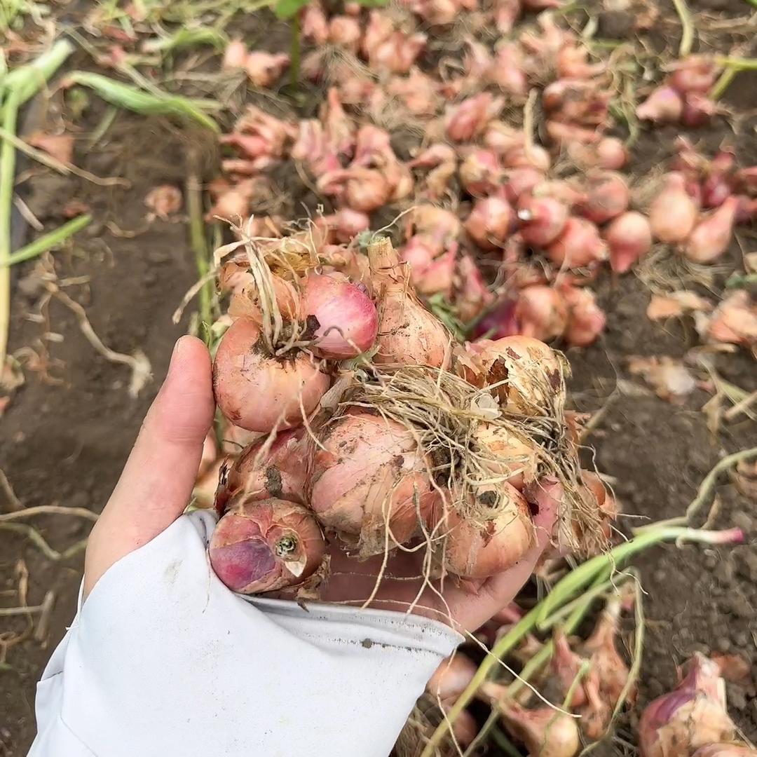 苏北只卖小毛葱