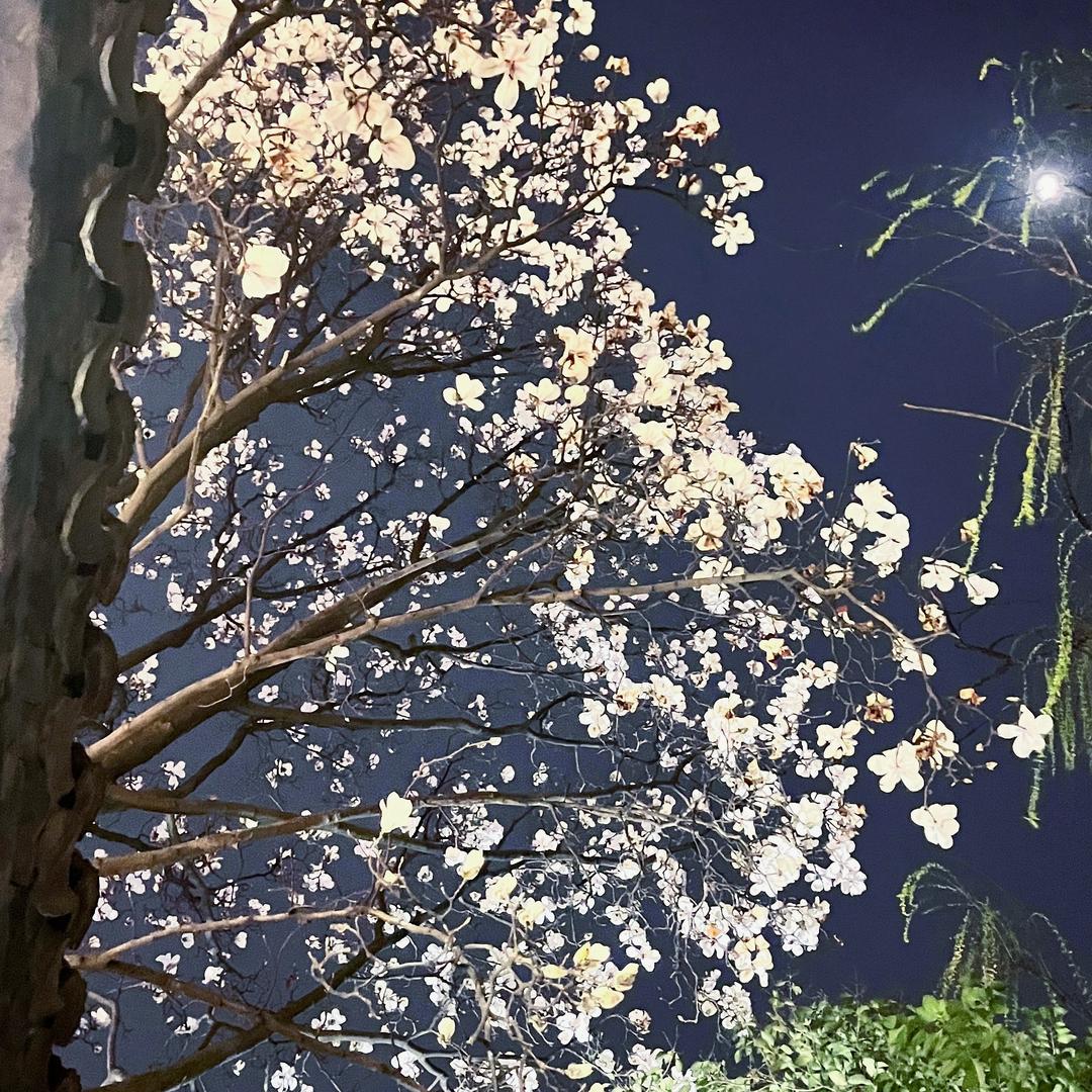 miki来咯
