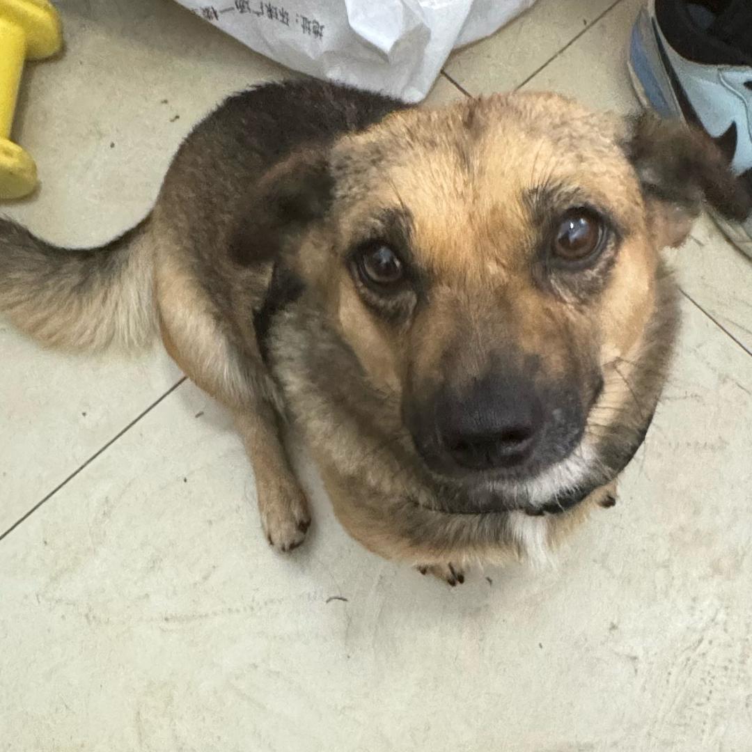 仁慈的berber🐶