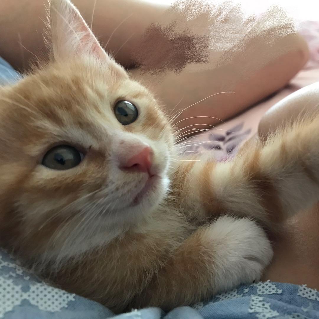 窝布讲栗猫