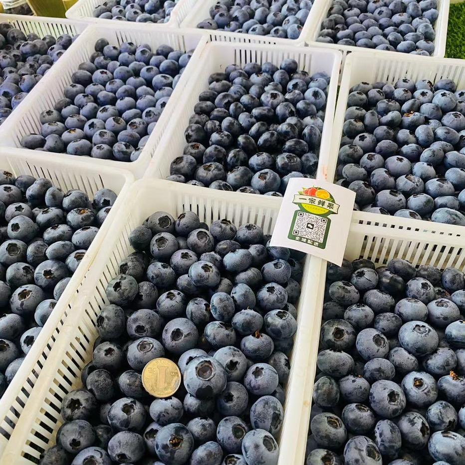 一家鲜果果品经营中心