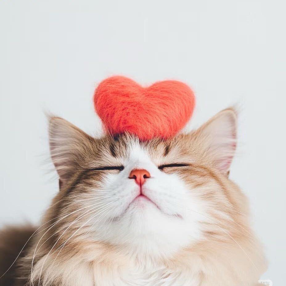 小猫🐱