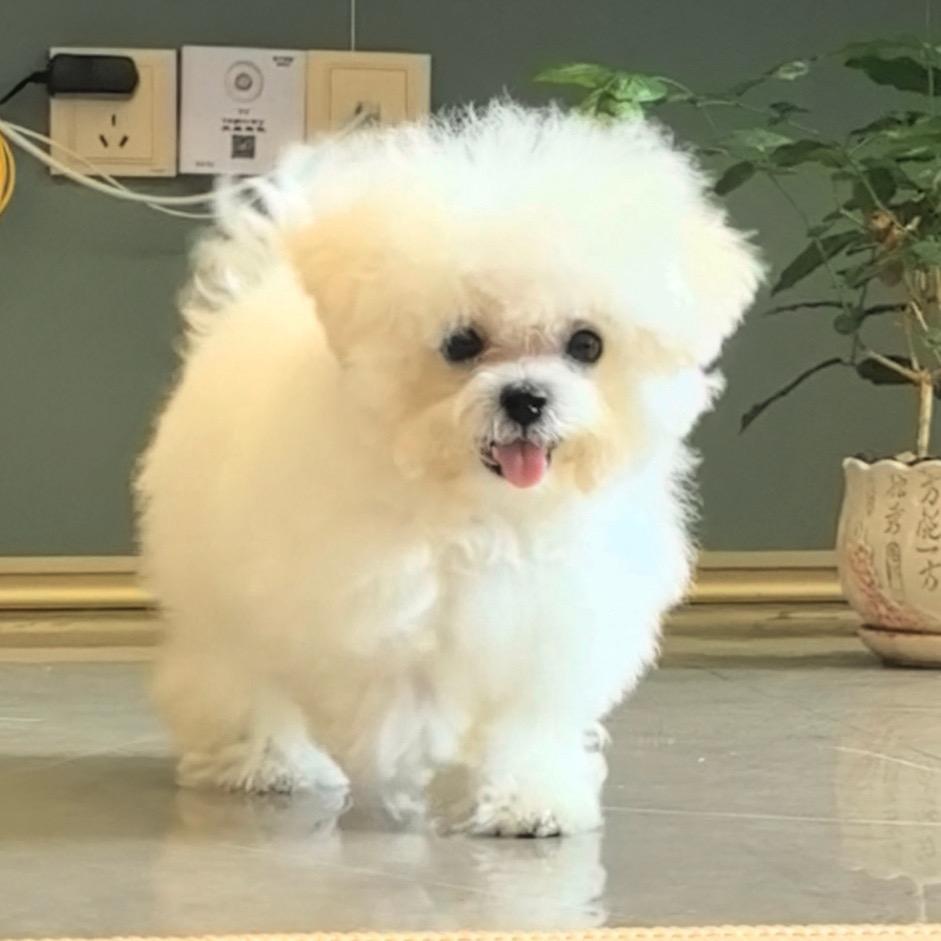 拉酷酷是只小比熊
