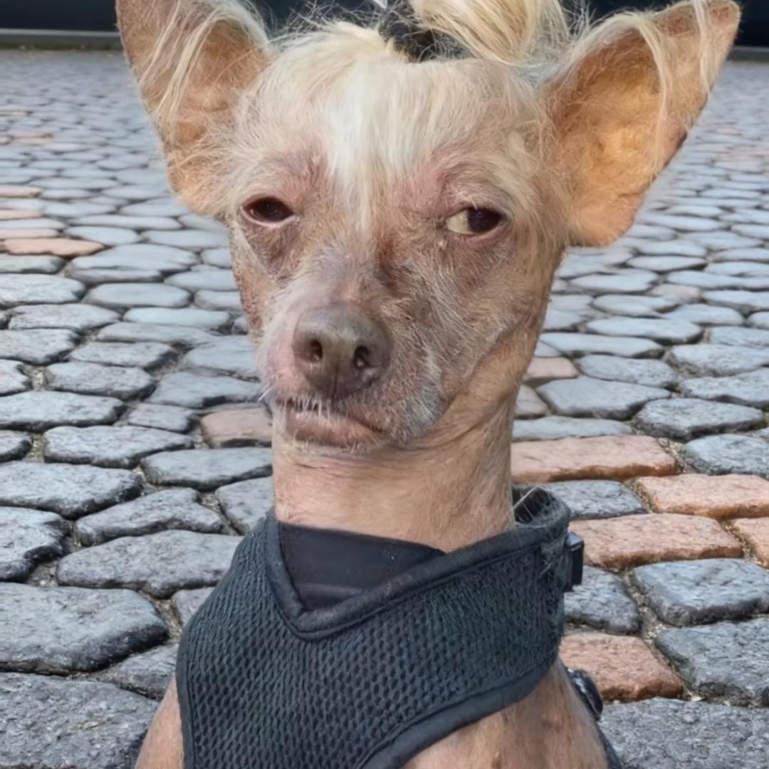 蒙娜丽莎的男人