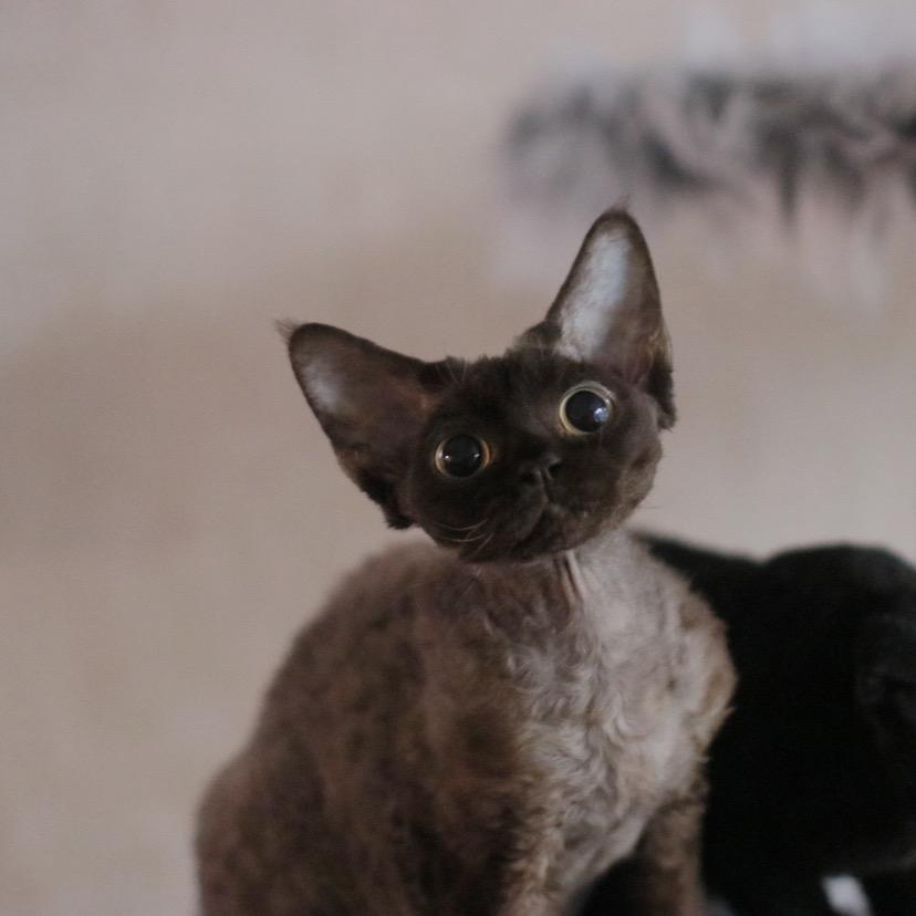 大眼和她的朋友们