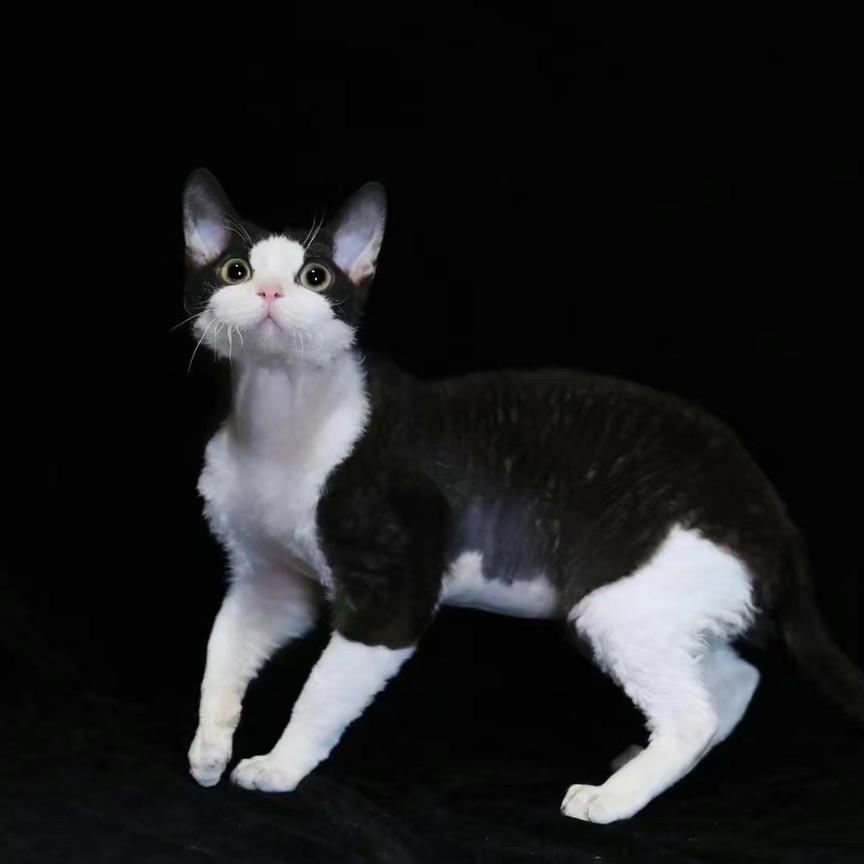 禹州宠物店宠友圈