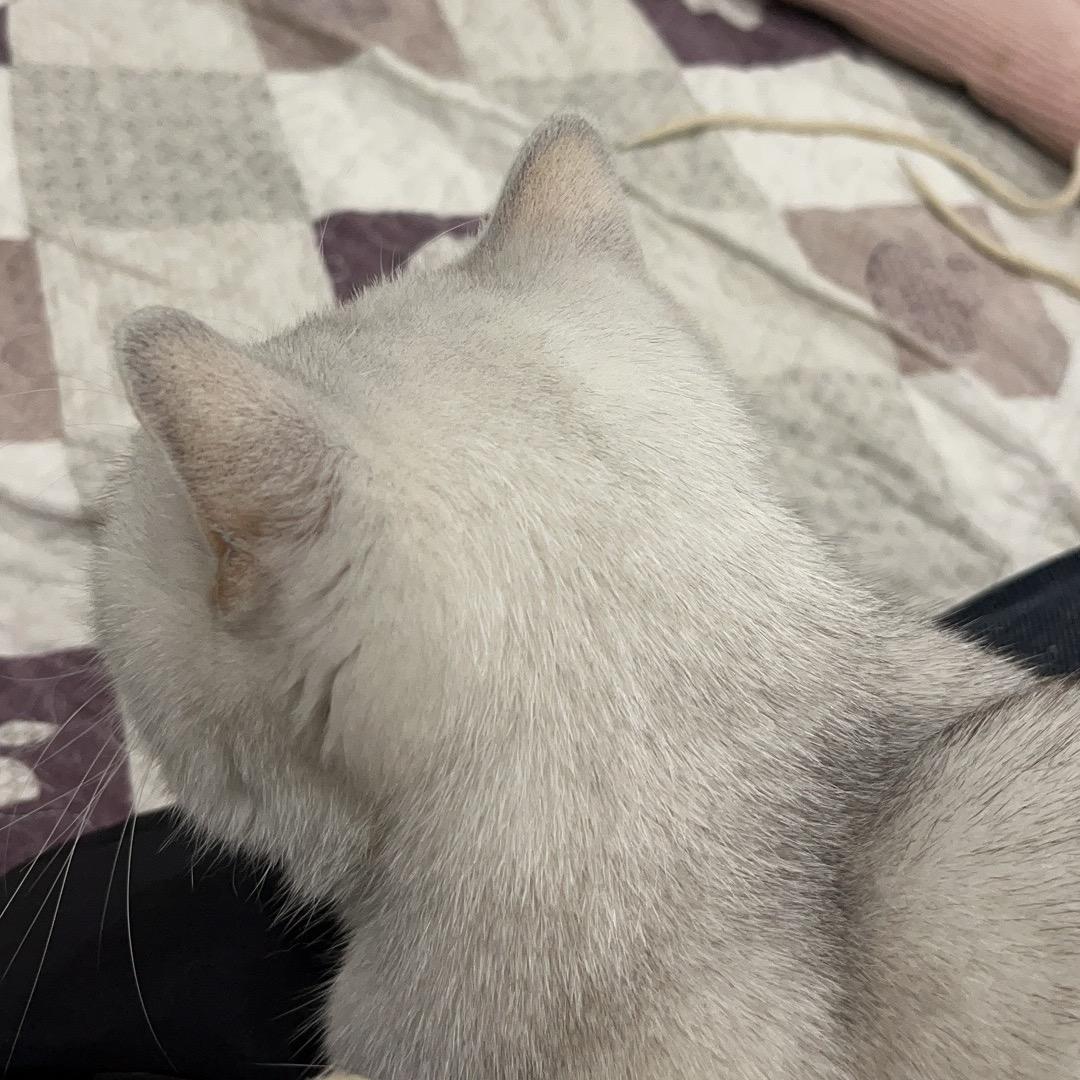 两根薯条精头像