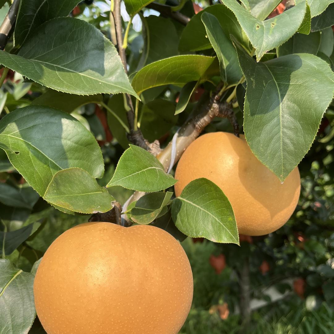 莱西秋月梨店铺