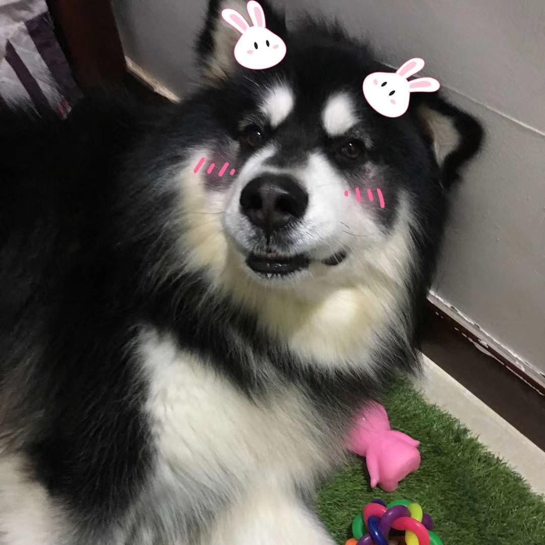 五一的小短腿🐶