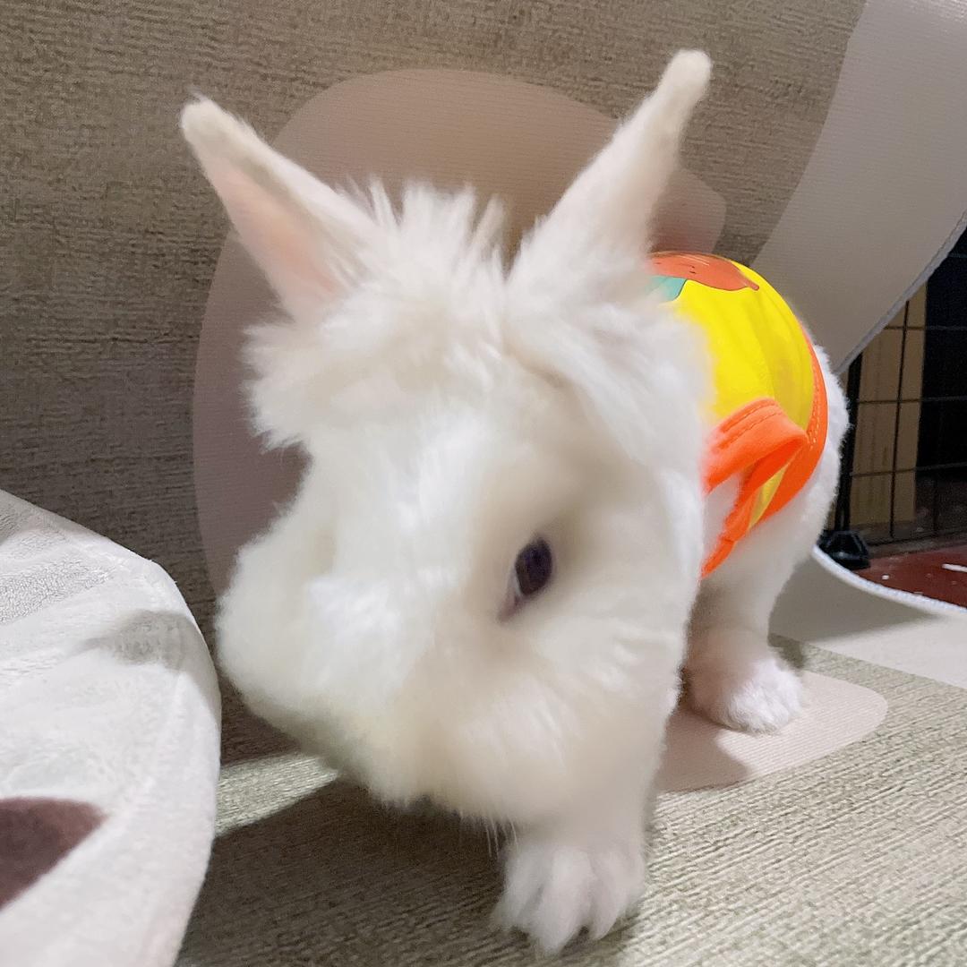 糯米馒头糕