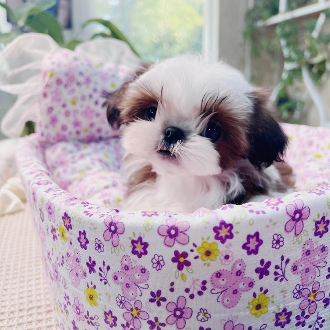 梨子的西施犬🍐
