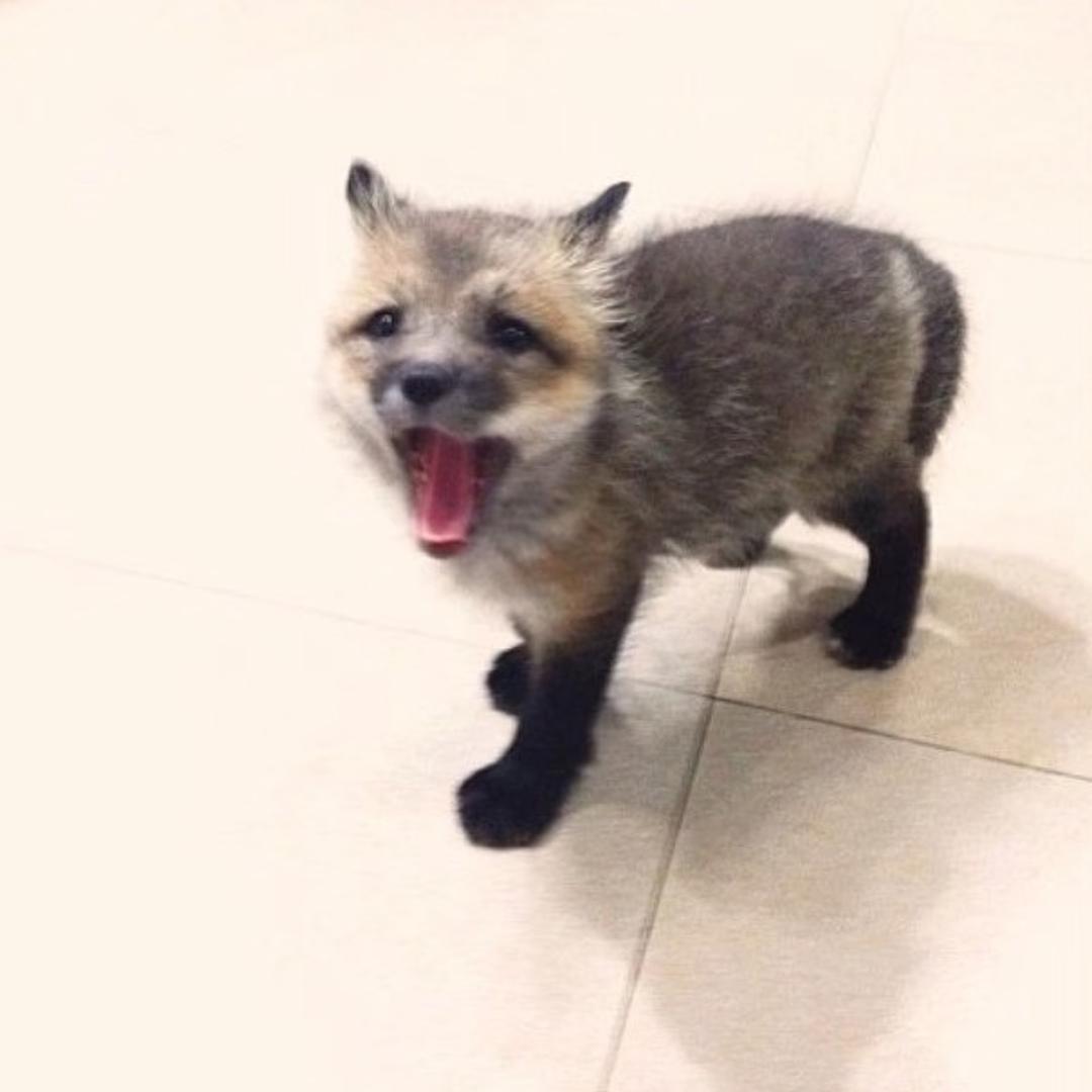 runt