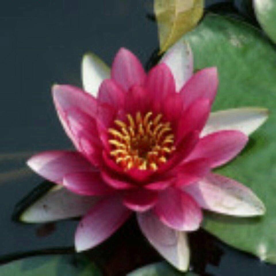 钱芮桢