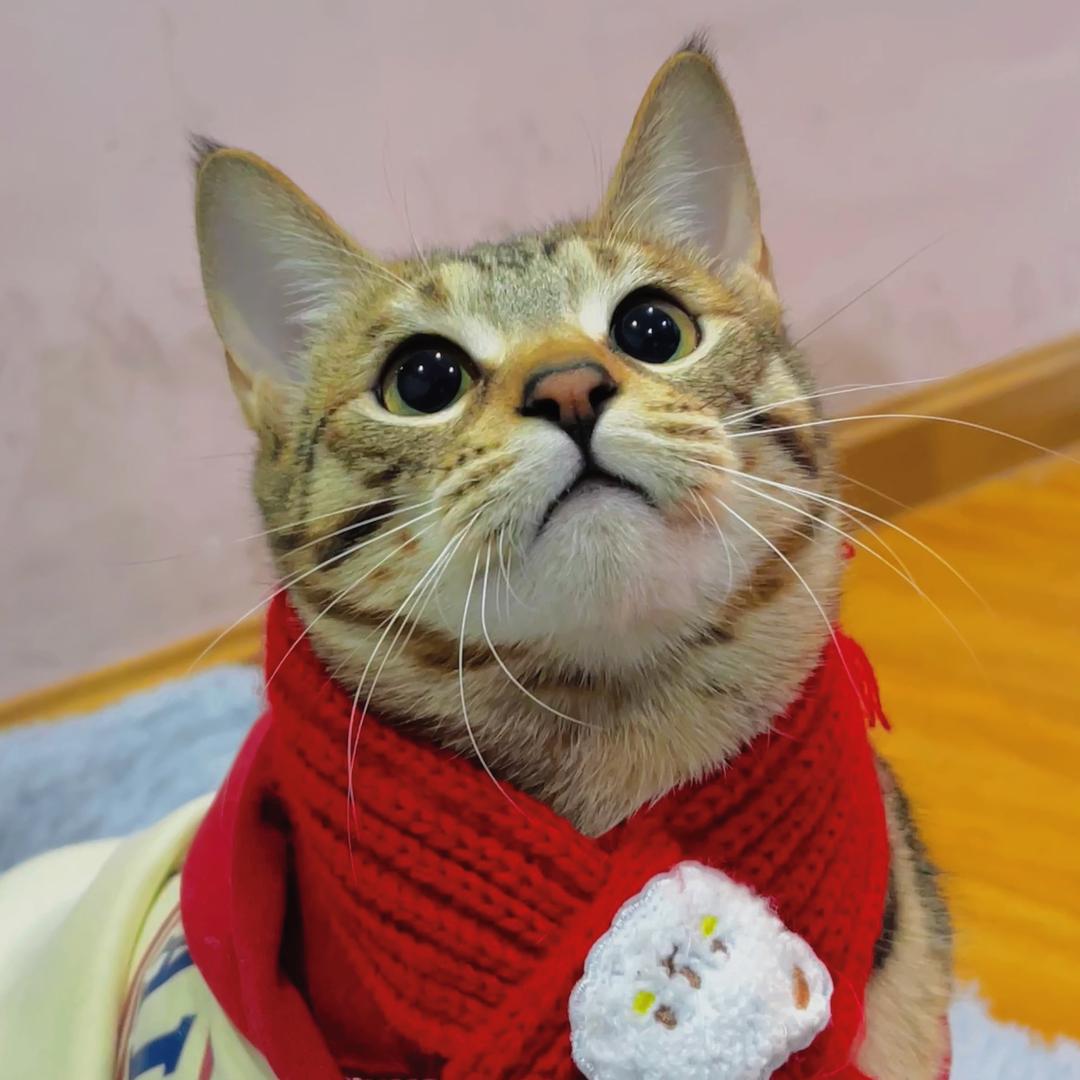 周周的摸凹猫猫