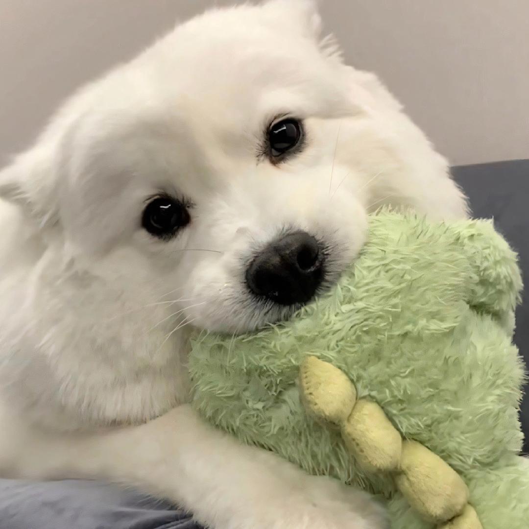 小鱼儿君子兰🌟