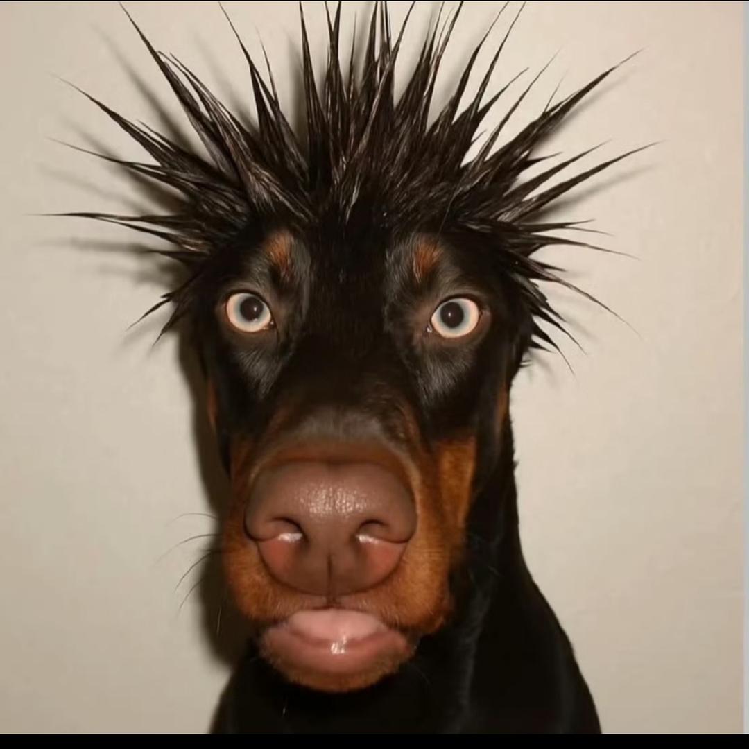 AAA刺头王┑(￣Д ￣)┍