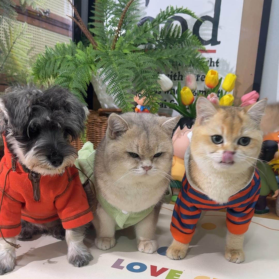 可乐的猫仔和狗仔