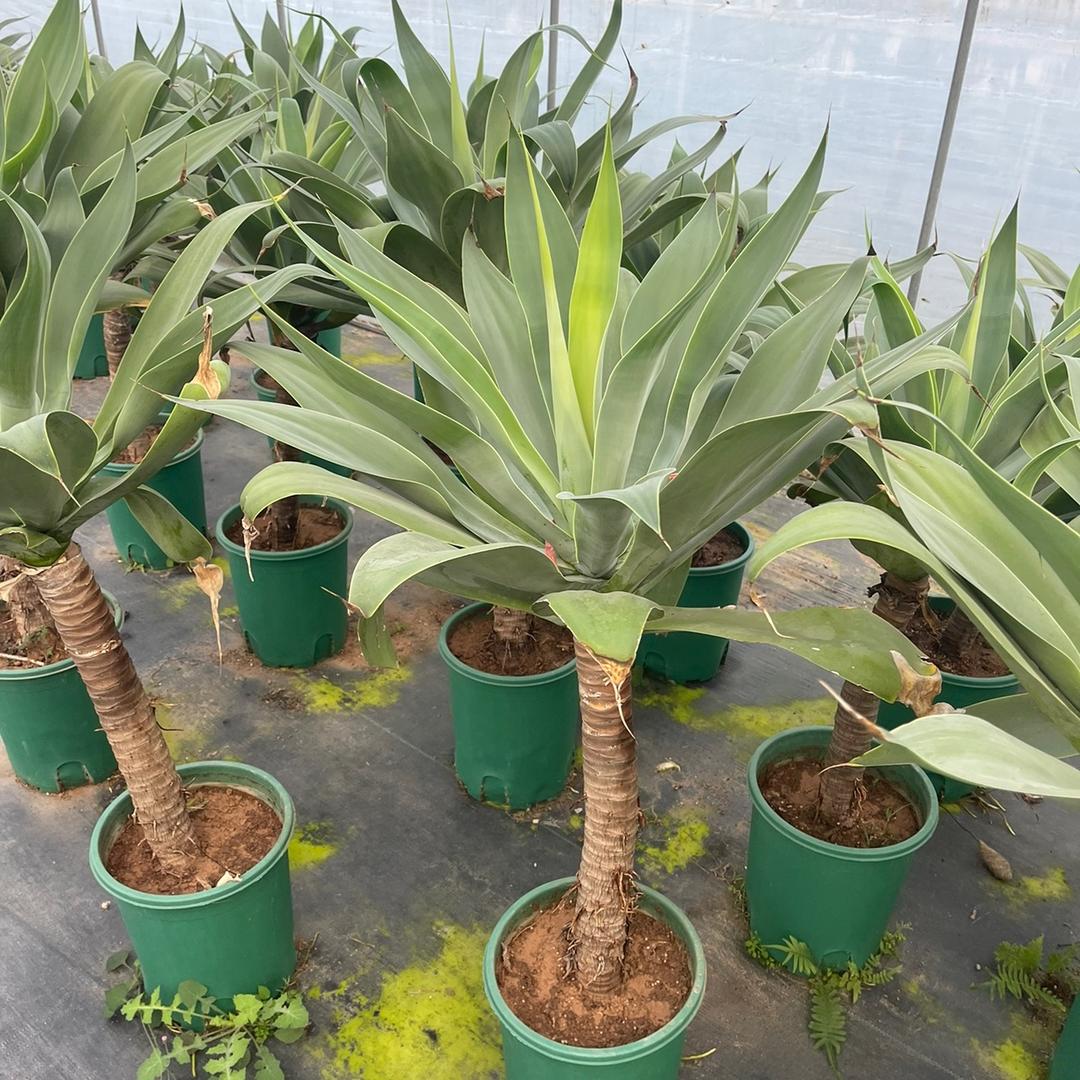 以勒园艺（植物出口 ）