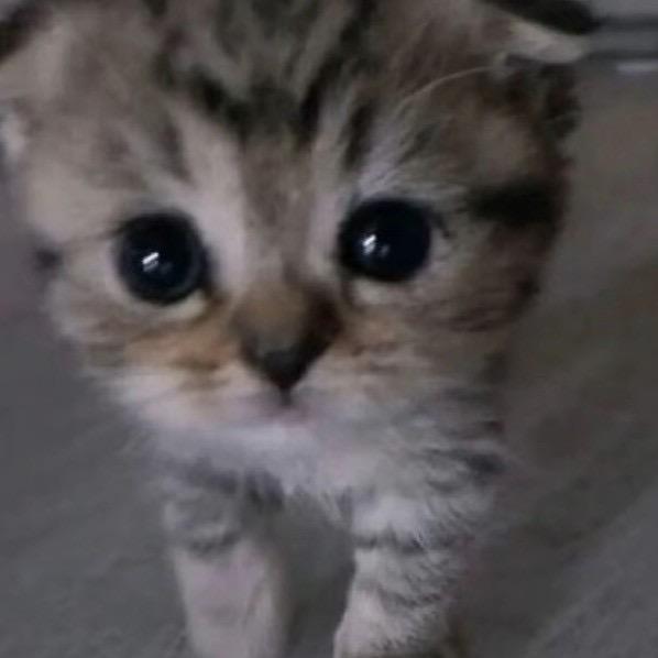 我是一只小灰灰