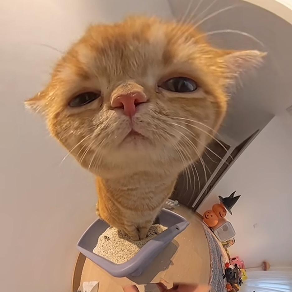 𝐙.🐾