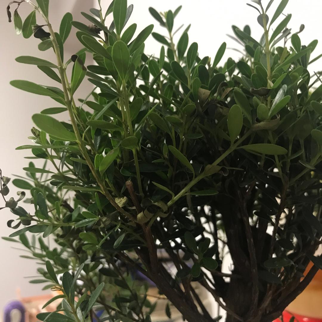 楠木香风