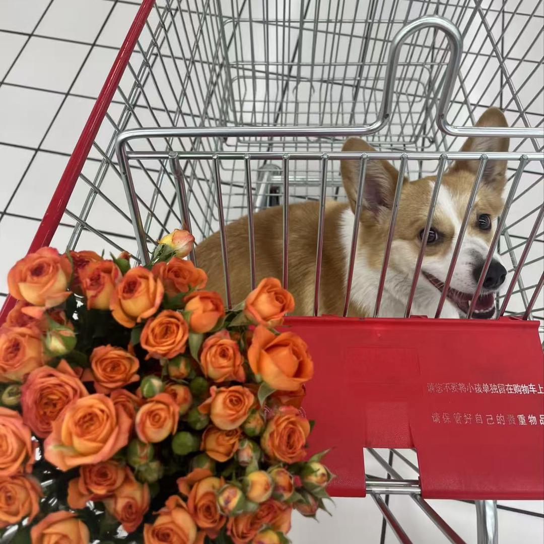 小羊还是电子羊