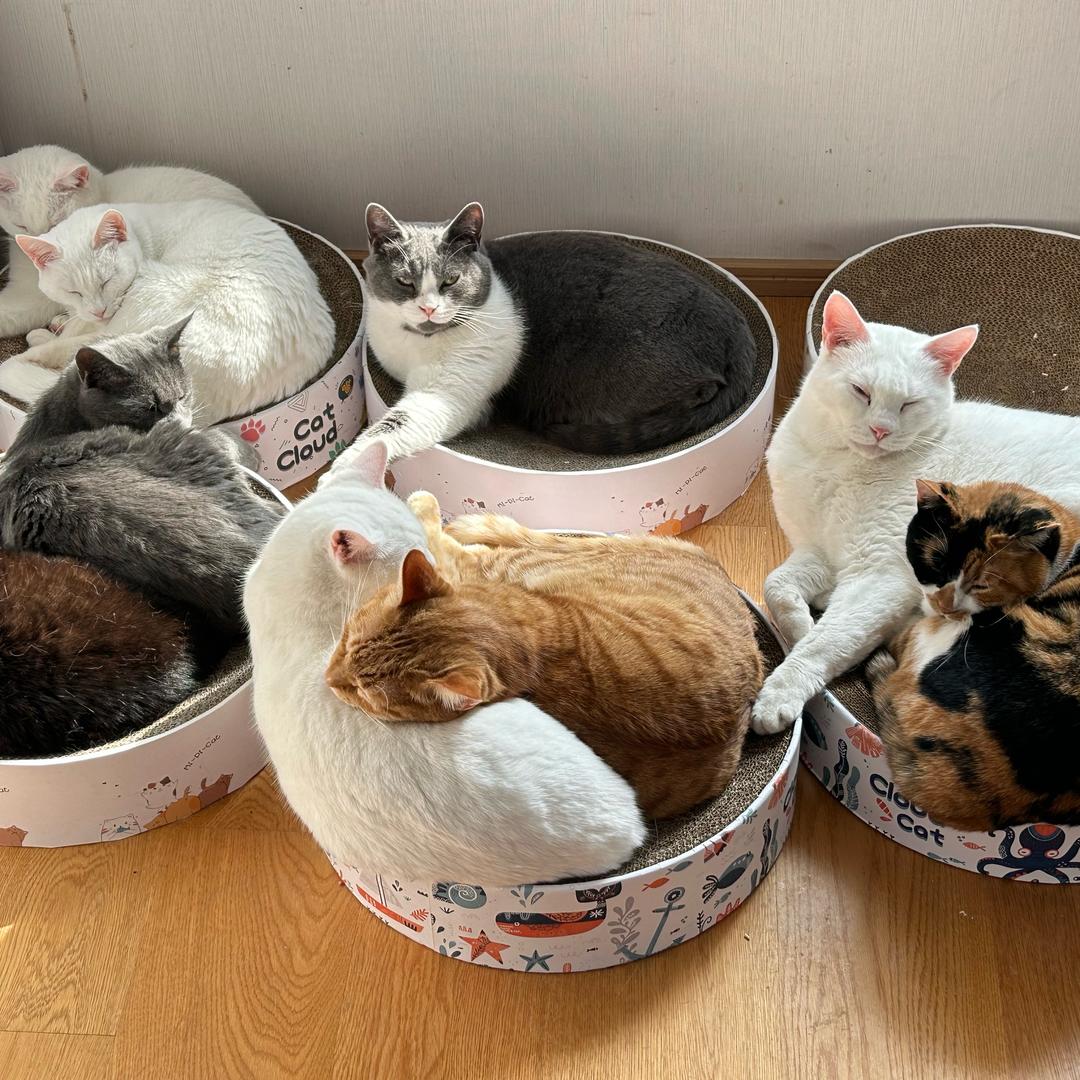 元郎和她的小猫🐱